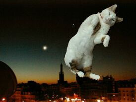 Le chat venu de l'espace
