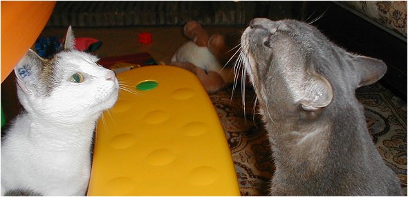 bi-chats