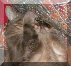 Plus jamais chat !